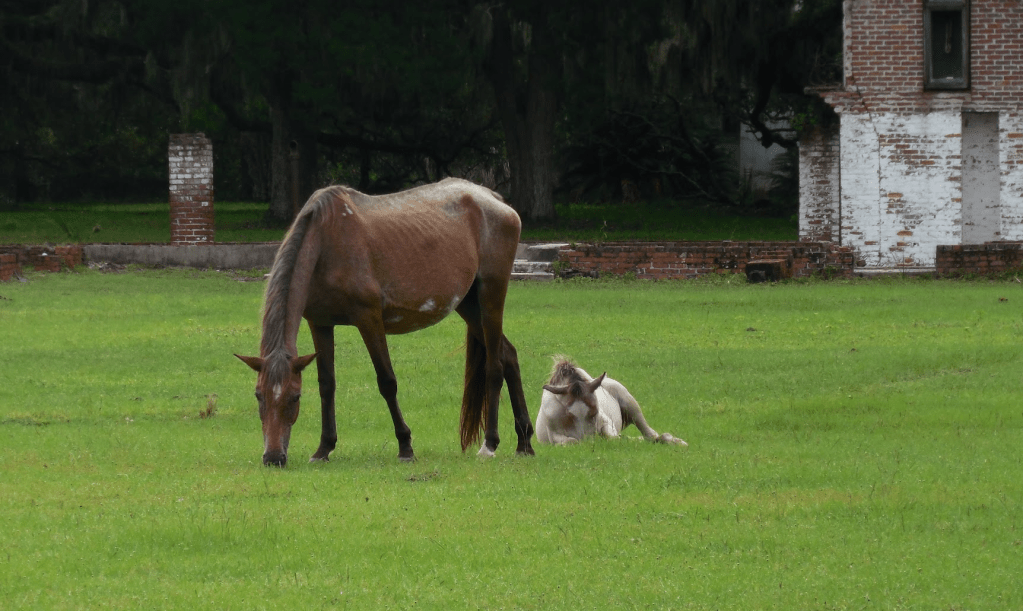 Brown momma horse grazing on green grass while her baby lies down shoving his nose into the grass. 